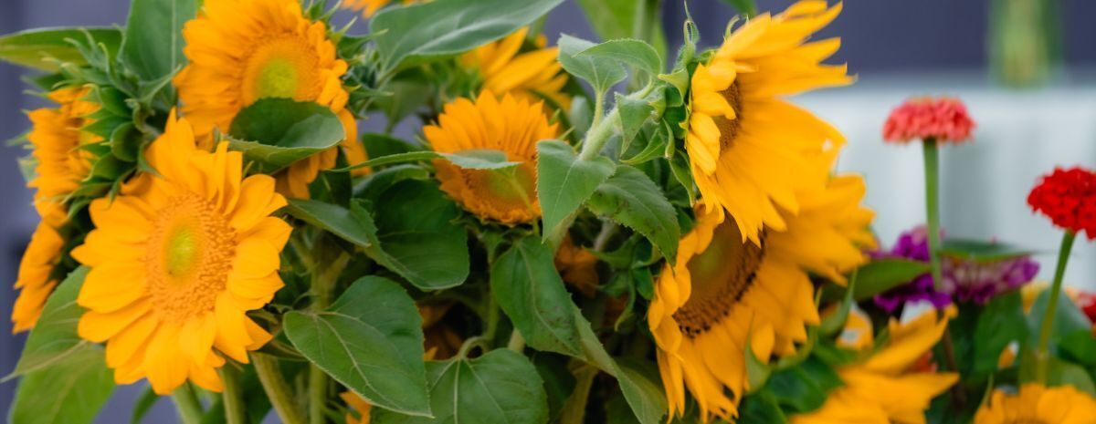 Flower Field Day - Pick Your Own Bouquets